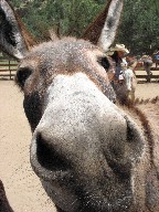 A friendly Burro at Ponil